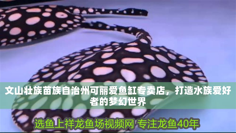 文山壯族苗族自治州可麗愛魚缸專賣店，打造水族愛好者的夢幻世界