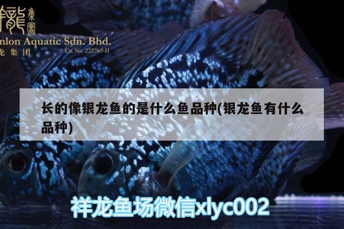 長的像銀龍魚的是什么魚品種(銀龍魚有什么品種) 長的像銀龍魚的是什么魚品種(銀龍魚有什么品種) 銀龍魚百科
