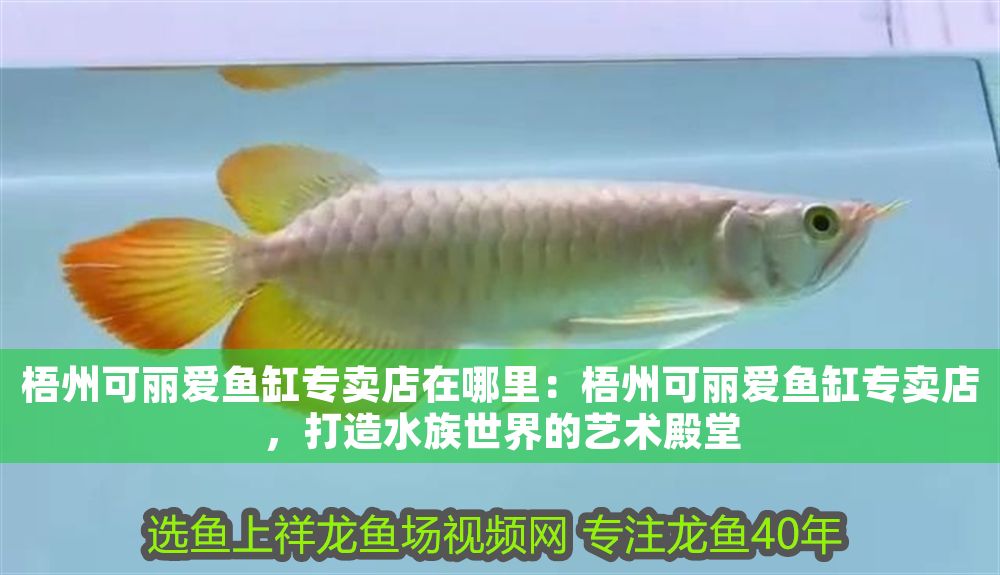 梧州可麗愛魚缸專賣店在哪里：梧州可麗愛魚缸專賣店，打造水族世界的藝術殿堂