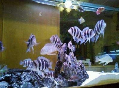 40魚缸能養(yǎng)什么魚：40厘米的魚缸適合養(yǎng)什么魚？ 40魚缸能養(yǎng)什么魚：40厘米的魚缸適合養(yǎng)什么魚？ 魚缸百科 第1張