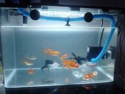 40魚缸能養(yǎng)什么魚：40厘米的魚缸適合養(yǎng)什么魚？ 40魚缸能養(yǎng)什么魚：40厘米的魚缸適合養(yǎng)什么魚？ 魚缸百科 第4張