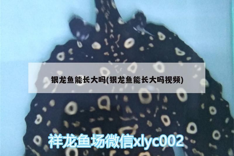 銀龍魚能長大嗎(銀龍魚能長大嗎視頻) 銀龍魚能長大嗎(銀龍魚能長大嗎視頻) 銀龍魚百科