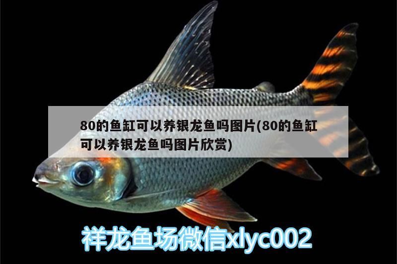 成年金龍魚多少錢一條圖片(成年金龍魚價格) 成年金龍魚多少錢一條圖片(成年金龍魚價格) 元寶鳳凰魚百科