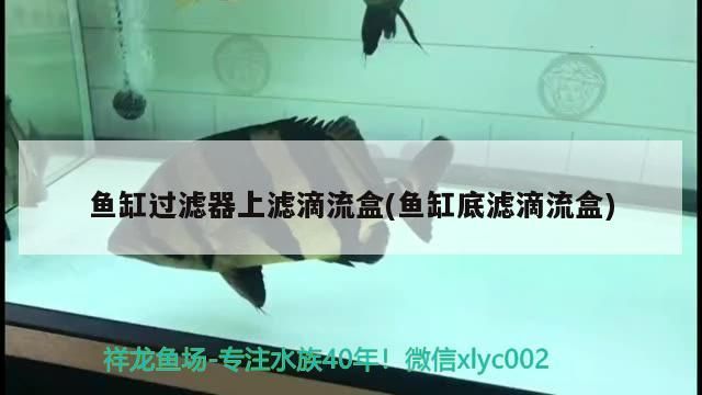 魚缸過濾器上濾滴流盒(魚缸底濾滴流盒) 魚缸過濾器上濾滴流盒(魚缸底濾滴流盒) iwish愛唯希品牌魚缸