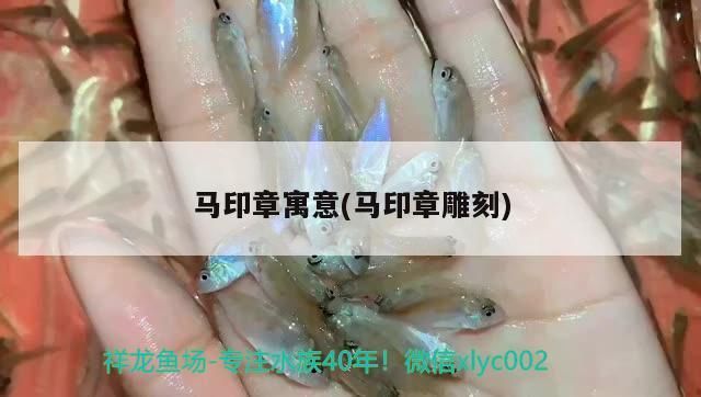 紅龍魚用黃燈烤有用嗎 馬印章寓意(馬印章雕刻) 馬印水族 馬印章寓意(馬印章雕刻) 馬印章寓意(馬印章雕刻) 馬印水族