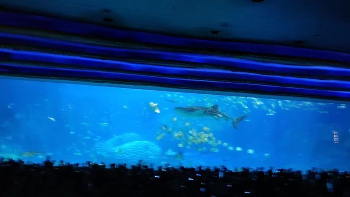 世界最大水族館展示窗：世界上最大的水族館展示窗位于珠海長隆海洋王國 世界最大水族館展示窗：世界上最大的水族館展示窗位于珠海長隆海洋王國 水族館百科（水族館加盟） 第2張