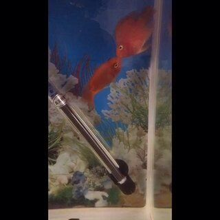 虎魚和鸚鵡魚打架嗎：虎魚和鸚鵡魚會發(fā)生打架嗎 虎魚和鸚鵡魚打架嗎：虎魚和鸚鵡魚會發(fā)生打架嗎 虎魚百科 第2張