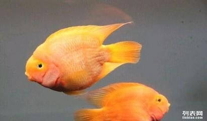虎魚和鸚鵡魚打架嗎：虎魚和鸚鵡魚會發(fā)生打架嗎 虎魚和鸚鵡魚打架嗎：虎魚和鸚鵡魚會發(fā)生打架嗎 虎魚百科 第1張