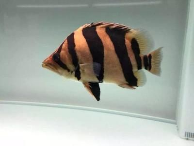 虎魚和鸚鵡魚打架嗎：虎魚和鸚鵡魚會發(fā)生打架嗎 虎魚和鸚鵡魚打架嗎：虎魚和鸚鵡魚會發(fā)生打架嗎 虎魚百科 第3張