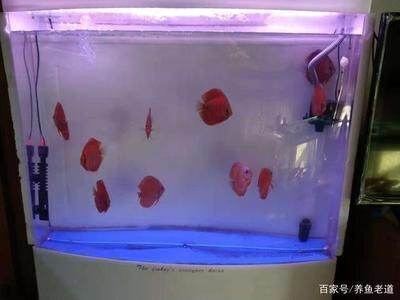 龍魚魚缸多久清洗一次合適呢，每周清洗一次龍魚魚缸是否足夠？