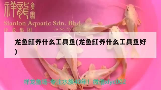 龍魚缸養(yǎng)什么工具魚(龍魚缸養(yǎng)什么工具魚好)