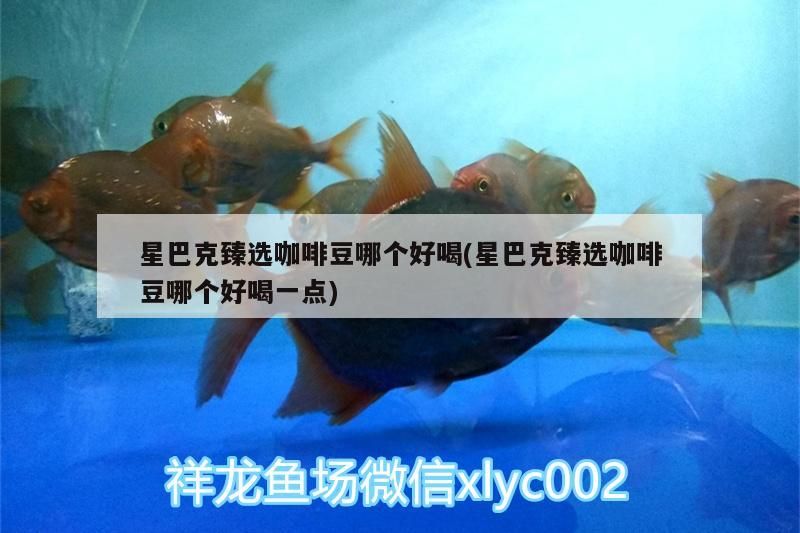 星巴克臻選咖啡豆哪個好喝(星巴克臻選咖啡豆哪個好喝一點) 星巴克臻選咖啡豆哪個好喝(星巴克臻選咖啡豆哪個好喝一點) 馬來西亞咖啡