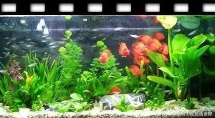 30厘米的魚缸養幾條魚：30厘米的魚缸養魚需要根據預期的飼養數量來確定合適