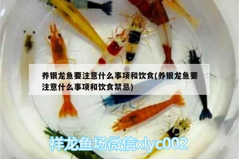 養銀龍魚要注意什么事項和飲食(養銀龍魚要注意什么事項和飲食禁忌) 養銀龍魚要注意什么事項和飲食(養銀龍魚要注意什么事項和飲食禁忌) 銀龍魚百科