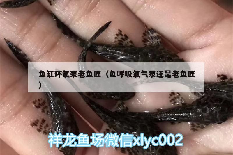 魚缸環氧泵老魚匠（魚呼吸氧氣泵還是老魚匠） 魚缸環氧泵老魚匠（魚呼吸氧氣泵還是老魚匠） 老魚匠