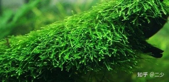 水族館里面有哪些魚(yú)（上海海洋水族館） 水族館里面有哪些魚(yú)（上海海洋水族館） 水族館百科（水族館加盟） 第1張
