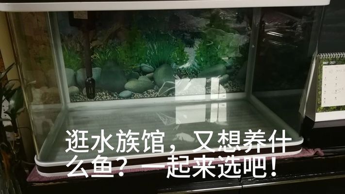 水族館里面有哪些魚(yú)（上海海洋水族館） 水族館里面有哪些魚(yú)（上海海洋水族館） 水族館百科（水族館加盟） 第2張