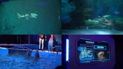 水族館里面有哪些魚(yú)（上海海洋水族館） 水族館里面有哪些魚(yú)（上海海洋水族館） 水族館百科（水族館加盟） 第5張