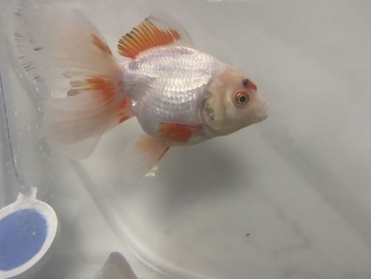 龍魚身上發(fā)黑是怎么回事vs祥龍魚場：龍魚發(fā)黑的原因及處理方法