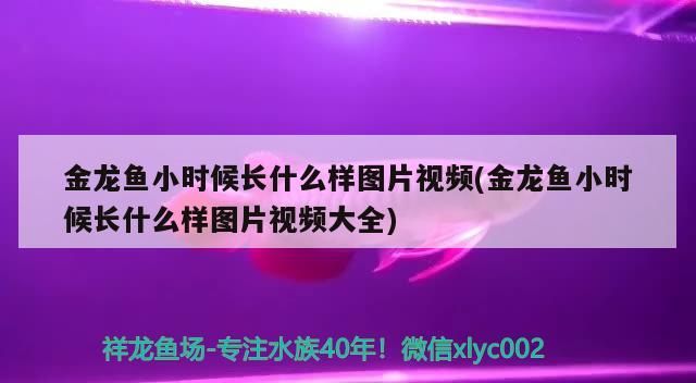金龍魚小時候長什么樣圖片視頻(金龍魚小時候長什么樣圖片視頻大全) 金龍魚小時候長什么樣圖片視頻(金龍魚小時候長什么樣圖片視頻大全) iwish愛唯希品牌魚缸