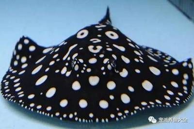 黑白魟魚種類：黑白魟魚是一種受歡迎的淡水觀賞魚是一種受歡迎的淡水觀賞魚