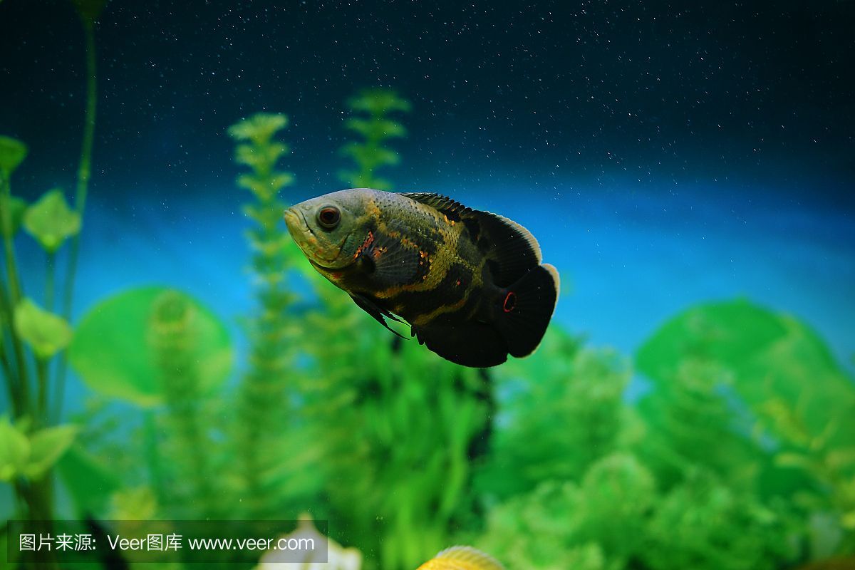 虎魚眼里有氣泡怎么辦：虎魚眼睛里有氣泡怎么辦 虎魚眼里有氣泡怎么辦：虎魚眼睛里有氣泡怎么辦 虎魚百科 第2張