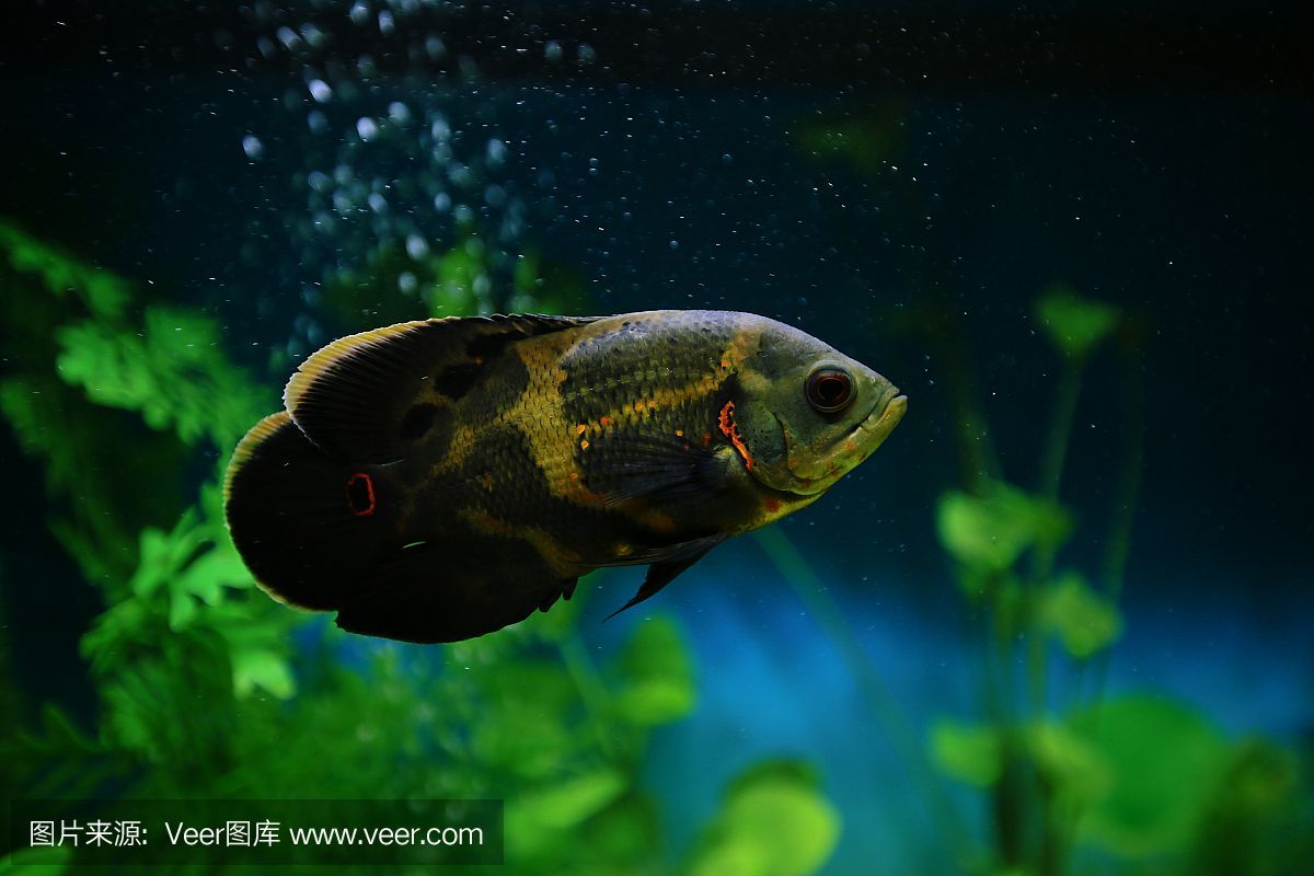 虎魚眼里有氣泡怎么辦：虎魚眼睛里有氣泡怎么辦 虎魚眼里有氣泡怎么辦：虎魚眼睛里有氣泡怎么辦 虎魚百科 第3張