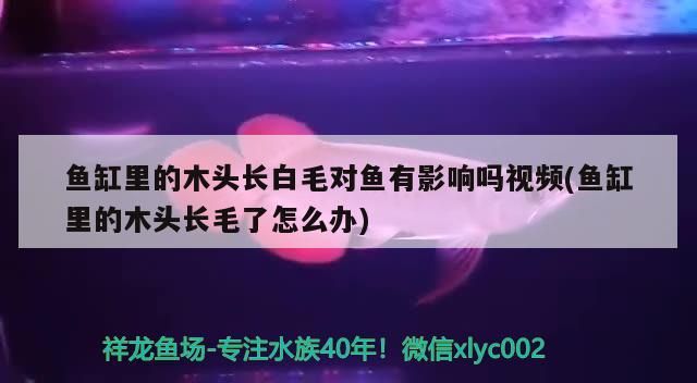 魚缸里的木頭長白毛對(duì)魚有影響嗎視頻(魚缸里的木頭長毛了怎么辦)
