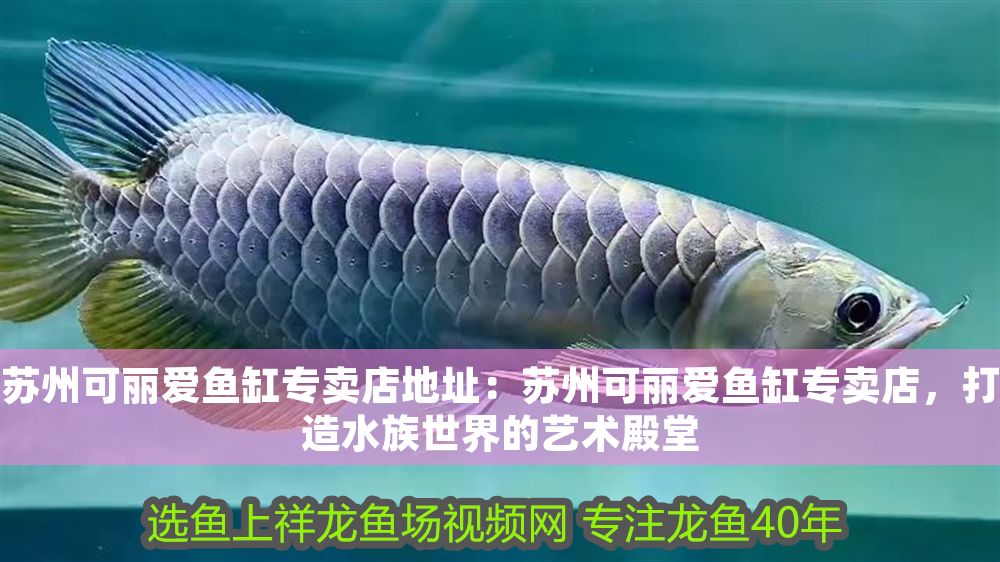 蘇州可麗愛魚缸專賣店地址:蘇州可麗愛魚缸專賣店,打造水族世界的藝術殿堂 iwish愛唯希品牌魚缸 第1張 蘇州可麗愛魚缸專賣店地址:蘇州可麗愛魚缸專賣店,打造水族世界的藝術殿堂 蘇州可麗愛魚缸專賣店地址:蘇州可麗愛魚缸專賣店,打造水族世界的藝術殿堂 iwish愛唯希品牌魚缸 第1張