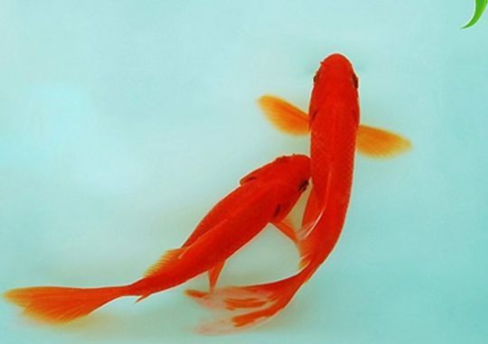 關于觀賞魚的作文400字（關于觀賞魚的一些觀察和感受）