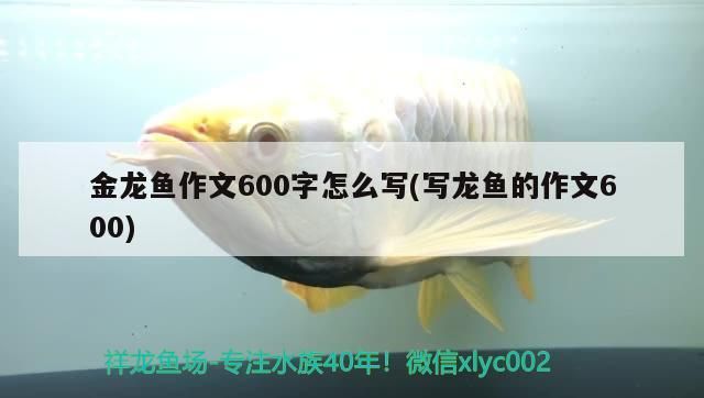 金龍魚作文600字怎么寫(寫龍魚的作文600)