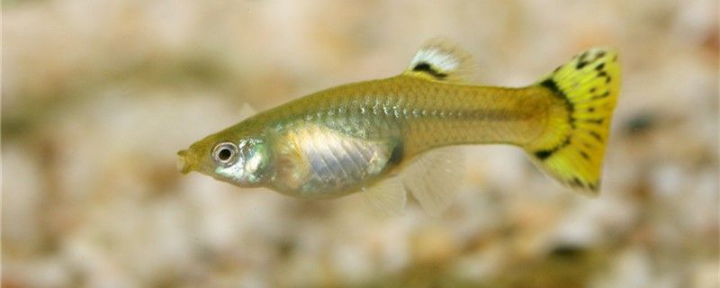 夏天溫度高怎么養孔雀魚怎么給孔雀魚降溫 夏天溫度高怎么養孔雀魚怎么給孔雀魚降溫 可麗愛魚缸
