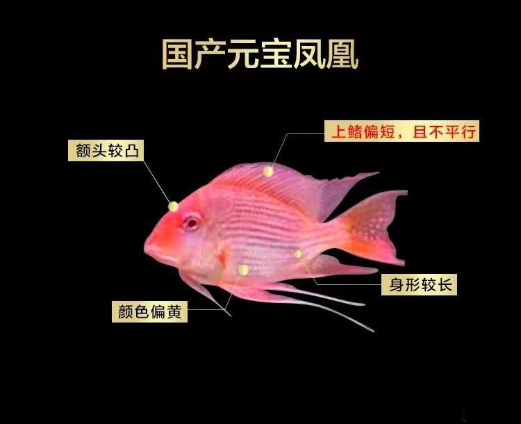 元寶鳳凰和關刀區別在哪里?。涸獙汎P凰和關刀區別在哪元寶鳳凰和關刀區別在哪里 元寶鳳凰和關刀區別在哪里?。涸獙汎P凰和關刀區別在哪元寶鳳凰和關刀區別在哪里 元寶鳳凰魚百科 第3張