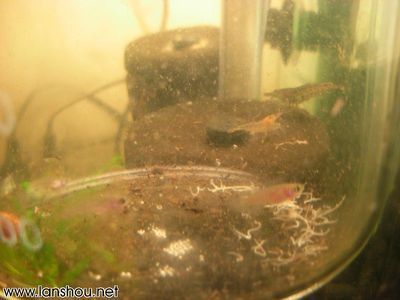 80厘米高魚缸要用多厚玻璃：80厘米高魚缸要用多厚玻璃，魚缸玻璃選購注意事項