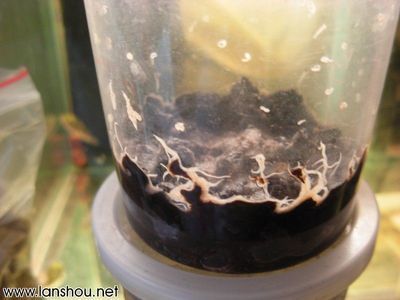80厘米高魚缸要用多厚玻璃：80厘米高魚缸要用多厚玻璃，魚缸玻璃選購注意事項