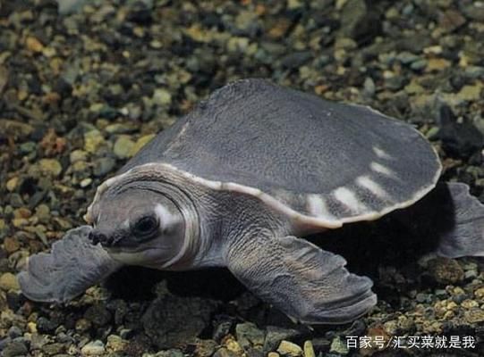 豬鼻龜的飼養方法和配料：豬鼻龜怎么養
