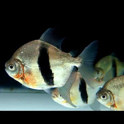 祥龍水族館社交媒體互動：祥龍水族館社交媒體內容創意分享水族館品牌故事分享