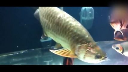 虎魚不包脖有價值嗎：虎魚不包脖有價值嗎？
