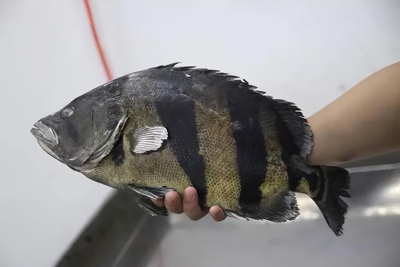虎魚不包脖有價值嗎：虎魚不包脖有價值嗎？
