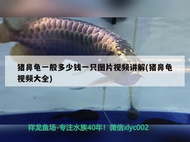鸚鵡魚和銀龍魚混養怎樣喂食 豬鼻龜一般多少錢一只圖片視頻講解(豬鼻龜視頻大全) 豬鼻龜百科 豬鼻龜一般多少錢一只圖片視頻講解(豬鼻龜視頻大全) 豬鼻龜一般多少錢一只圖片視頻講解(豬鼻龜視頻大全) 豬鼻龜百科