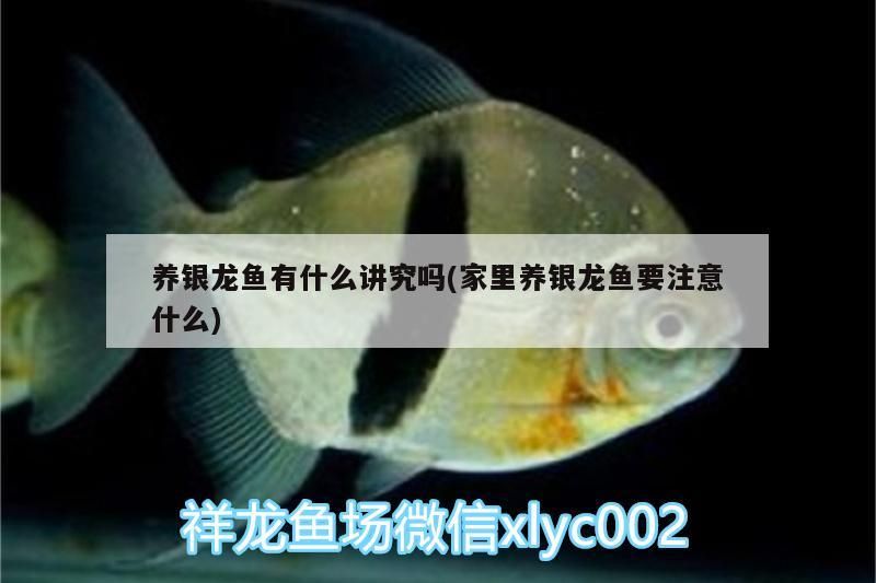 養銀龍魚有什么講究嗎(家里養銀龍魚要注意什么)