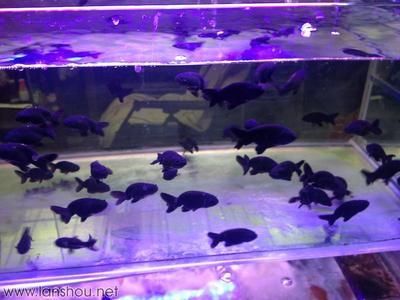 詳細(xì)閱讀:觀賞魚(yú)的市場(chǎng)容量(中國(guó)觀賞魚(yú)市場(chǎng)前景如何?) 觀賞魚(yú)的市場(chǎng)容量(中國(guó)觀賞魚(yú)市場(chǎng)前景如何?)