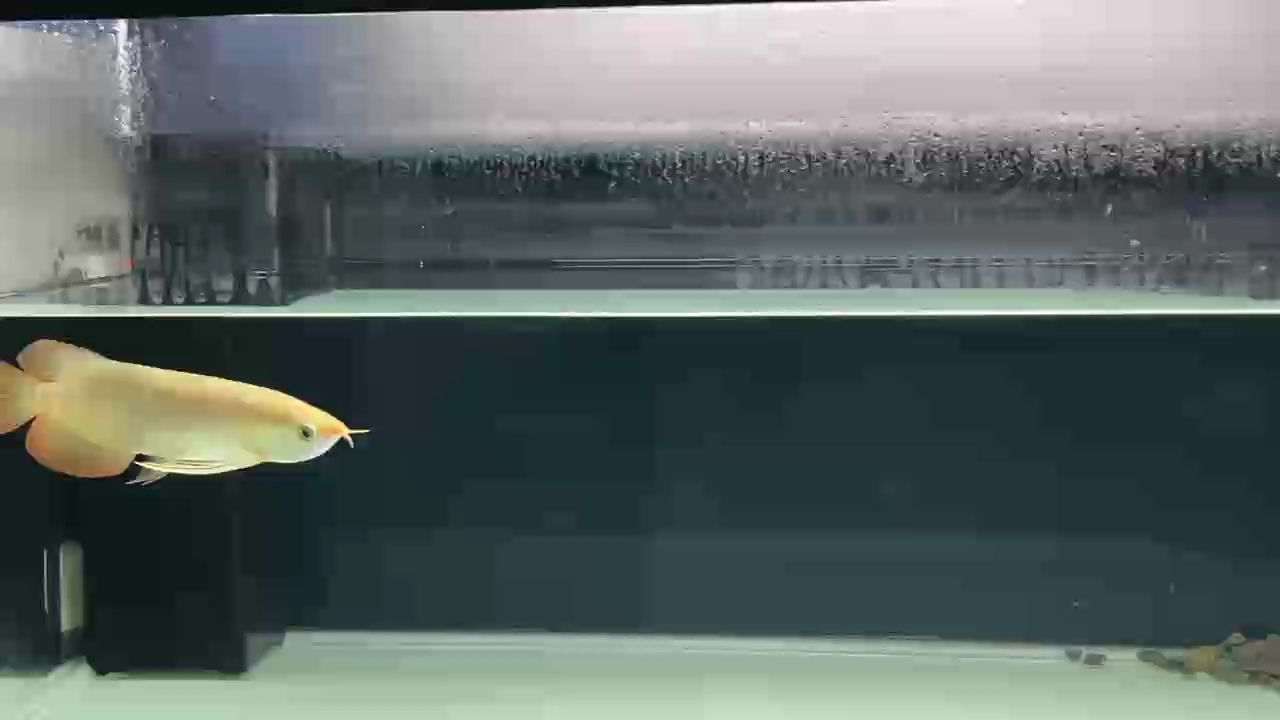 舒服！ 舒服！ 龍魚論壇