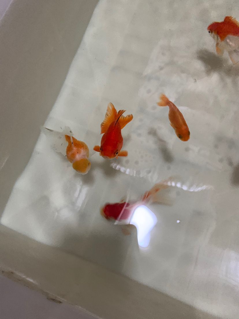 遼陽縣首山鎮小峰漁具店 全國水族館企業名錄 第2張 遼陽縣首山鎮小峰漁具店 遼陽縣首山鎮小峰漁具店 全國水族館企業名錄 第2張