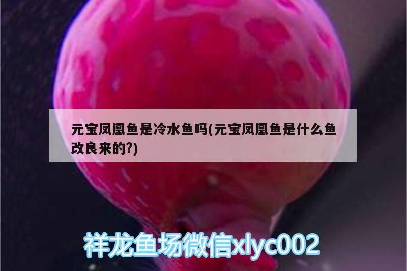 魚缸過濾器選購指南:自制魚缸過濾器魚缸上置過濾器對于養魚愛好者的必備知識 元寶鳳凰魚是冷水魚嗎(元寶鳳凰魚是什么魚改良來的?) 元寶鳳凰魚百科 元寶鳳凰魚是冷水魚嗎(元寶鳳凰魚是什么魚改良來的?) 元寶鳳凰魚是冷水魚嗎(元寶鳳凰魚是什么魚改良來的?) 元寶鳳凰魚百科