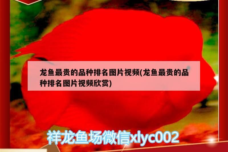 魚缸用增氧泵價格是多少:魚缸增氧機-xtrac增氧機-xtrac增氧機 龍魚最貴的品種排名圖片視頻(龍魚最貴的品種排名圖片視頻欣賞) 金龍魚百科 龍魚最貴的品種排名圖片視頻(龍魚最貴的品種排名圖片視頻欣賞) 龍魚最貴的品種排名圖片視頻(龍魚最貴的品種排名圖片視頻欣賞) 金龍魚百科