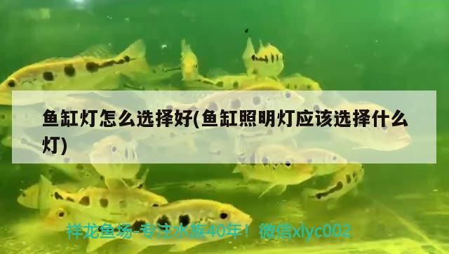 魚缸燈怎么選擇好(魚缸照明燈應該選擇什么燈) 魚缸燈怎么選擇好(魚缸照明燈應該選擇什么燈) 觀賞魚百科