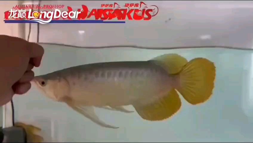 轉發611 轉發611 龍魚論壇