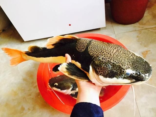 虎魚多久不吃東西會餓死：虎魚可以承受一定的饑餓時間