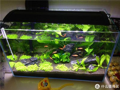 600魚缸造景:600魚缸造景的基本原則,魚缸造景的基本原則和原則 魚缸百科 第1張 600魚缸造景:600魚缸造景的基本原則,魚缸造景的基本原則和原則 600魚缸造景:600魚缸造景的基本原則,魚缸造景的基本原則和原則 魚缸百科 第1張